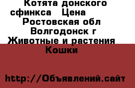 Котята донского сфинкса › Цена ­ 3 000 - Ростовская обл., Волгодонск г. Животные и растения » Кошки   